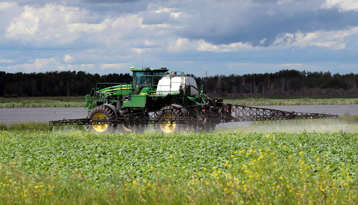 Spraying insecticide to control grasshoppers may harm pollinating insects, so avoid doing it when the crop is in bloom. Photo: File