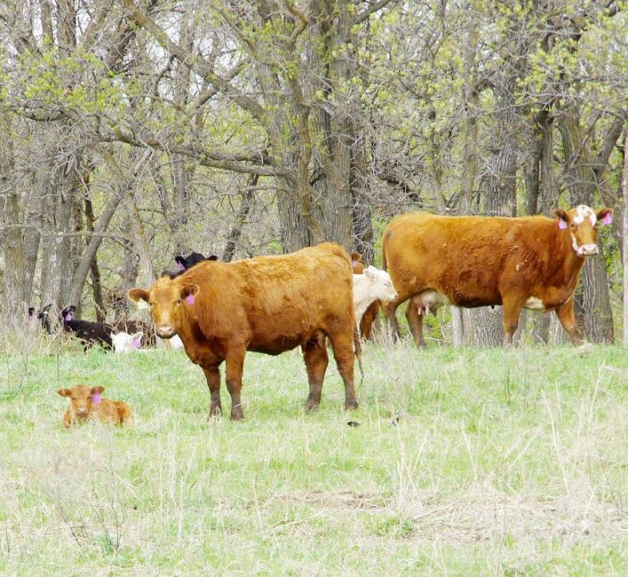 Cattle graze in central Manitoba.