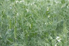 Canadian pea production for 2025-26 is forecast at 2.78 million tonnes, a nine per cent drop from last year, although some feel it could fall as low as 2.5 million tonnes. One hundred per cent Chinese tariffs are a major hurdle for the crop.