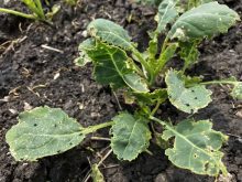 Farmers are fighting their annual battle against flea beetles in their canola crop in 2025.