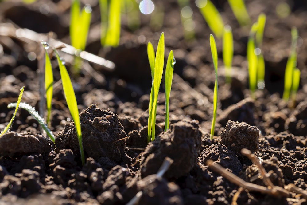Photo: ligora/iStock/Getty Images
