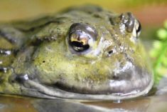 Not everyone appreciates getting up close to a bunch of frogs. 