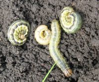 Striping along the body is a hallmark trait of true armyworm larvae. 