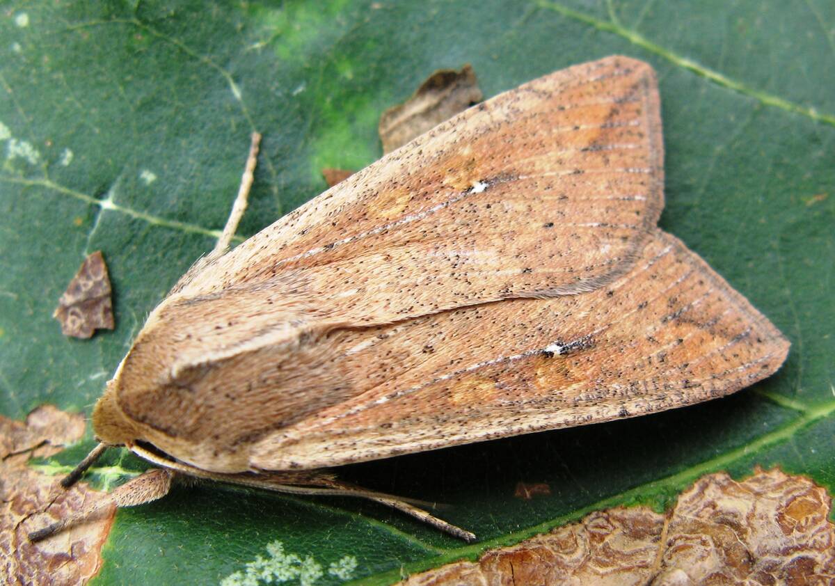 Adult armyworm moths display brown wings with small white spots. Photo: John Gavloski/Manitoba Agriculture