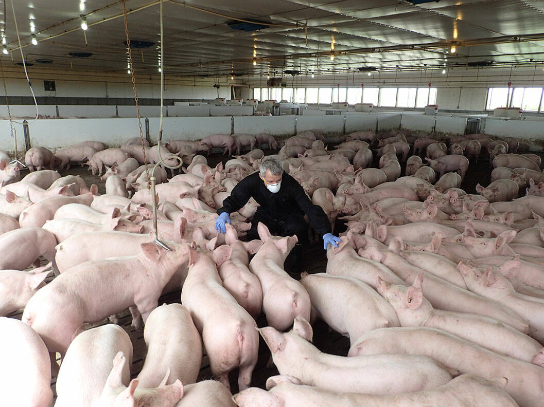 A leading agricultural expert warns that the swine indsutry’s sustainability challenges now stem more from public perception than science, despite producers achieving major efficiency gains over the past 50 years. 