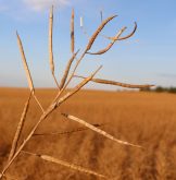 Canada’s canola exports are flowing fast. Photo: File