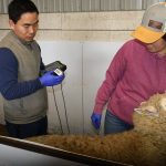 Yaogeng Lei (left) holds the imPulse Una scanner to check for sheep pregnancy with the help of Alison Neale.