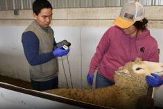 Yaogeng Lei (left) holds the imPulse Una scanner to check for sheep pregnancy with the help of Alison Neale.
