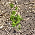 Soybeans emerge from a field in Manitoba’s Interlake on May 26, 2025. Photo: Greg Berg