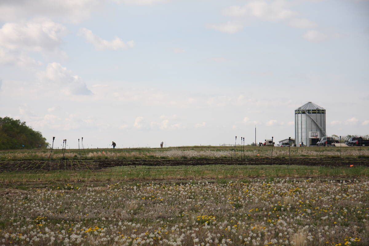 Crop plots grow at the Ag in Motion show site on May 23, 2025. Photo: Janelle Rudolph