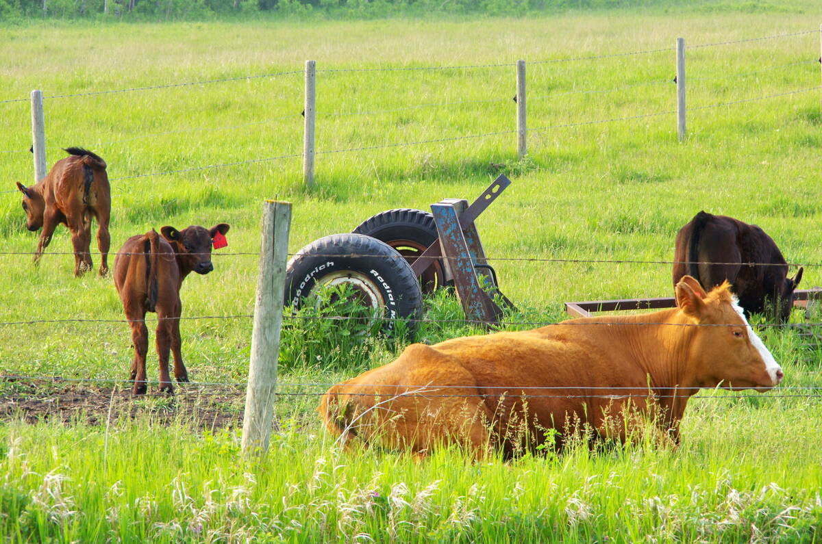 Canadian cow-calf producers are enjoying premium prices for their beef cattle. Photo: Alexis Stockford