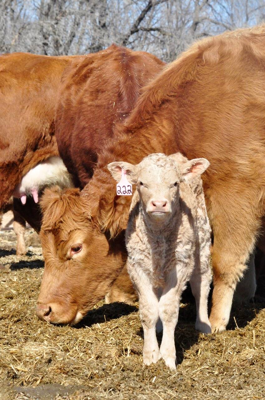 A young calf stands next to its mother in central Manitoba last spring. Photo: Jeannette Greaves
