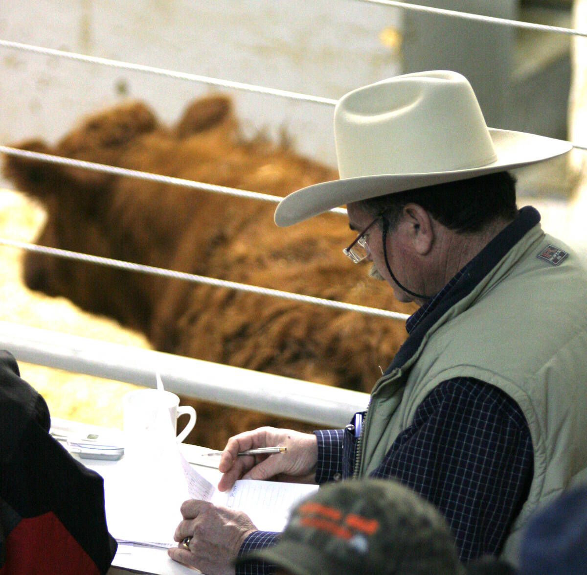 Cattle pass through the sales ring at an auction mart in Alberta. Photo: File
