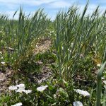 Wheat crops damaged by drought are seen during an annual winter wheat tour, near Colby, Kansas, U.S., May 13, 2025. Photo: Reuters/Emily Schmall