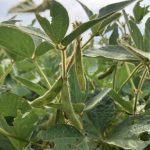 Some 2025 soybean crops in Manitoba have struggled to get out of the ground. 
