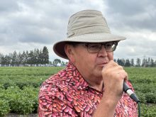 Provincial pulse and soybean specialist Dennis Lange says Manitoba pea crops are approaching their fungicide windows.