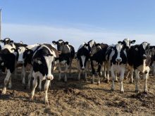 Cows graxe in a field in Saskatchewan.