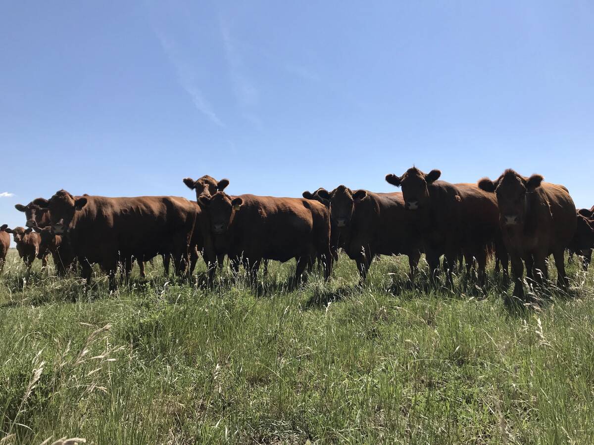 Cattle graze pasture in Saskatchewan. That province has also posted recent bovine tuberculosis cases since an infected cow was discovered in late 2024. (Cattle pictured above are unrelated to bovine tuberculosis findings.) Photo: File