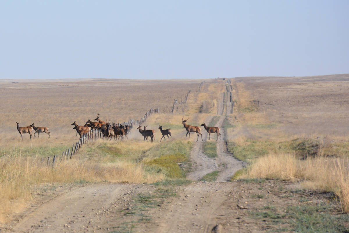 Elk are considered a wild vector for the transmission of bovine tuberculosis to cattle. Photo: File