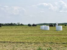 An alfalfa crop is harvested near Stonewall, Man.
