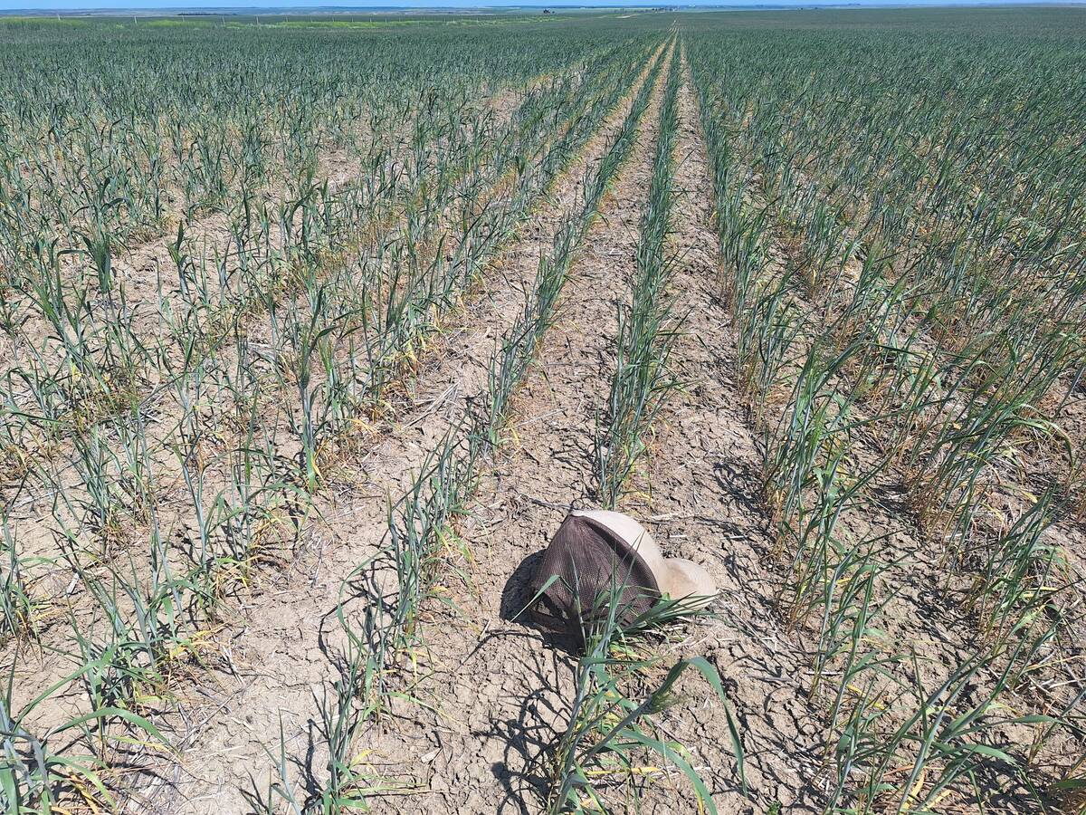 One of Calvin Gavelin’s annual crops he planted for cattle feed, with his ball cap as a size reference. Photo: Calvin Gavelin