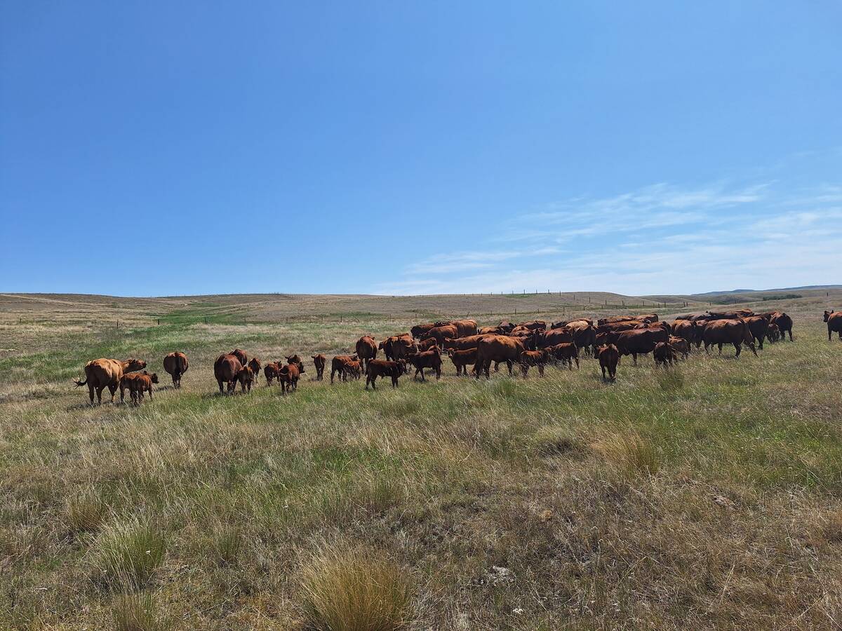 Calvin Gavelin’s cattle herd on a new pasture in south-central Saskatchewan. The pasture has seen little growth due to dry conditions. Photo: Calvin Gavelin