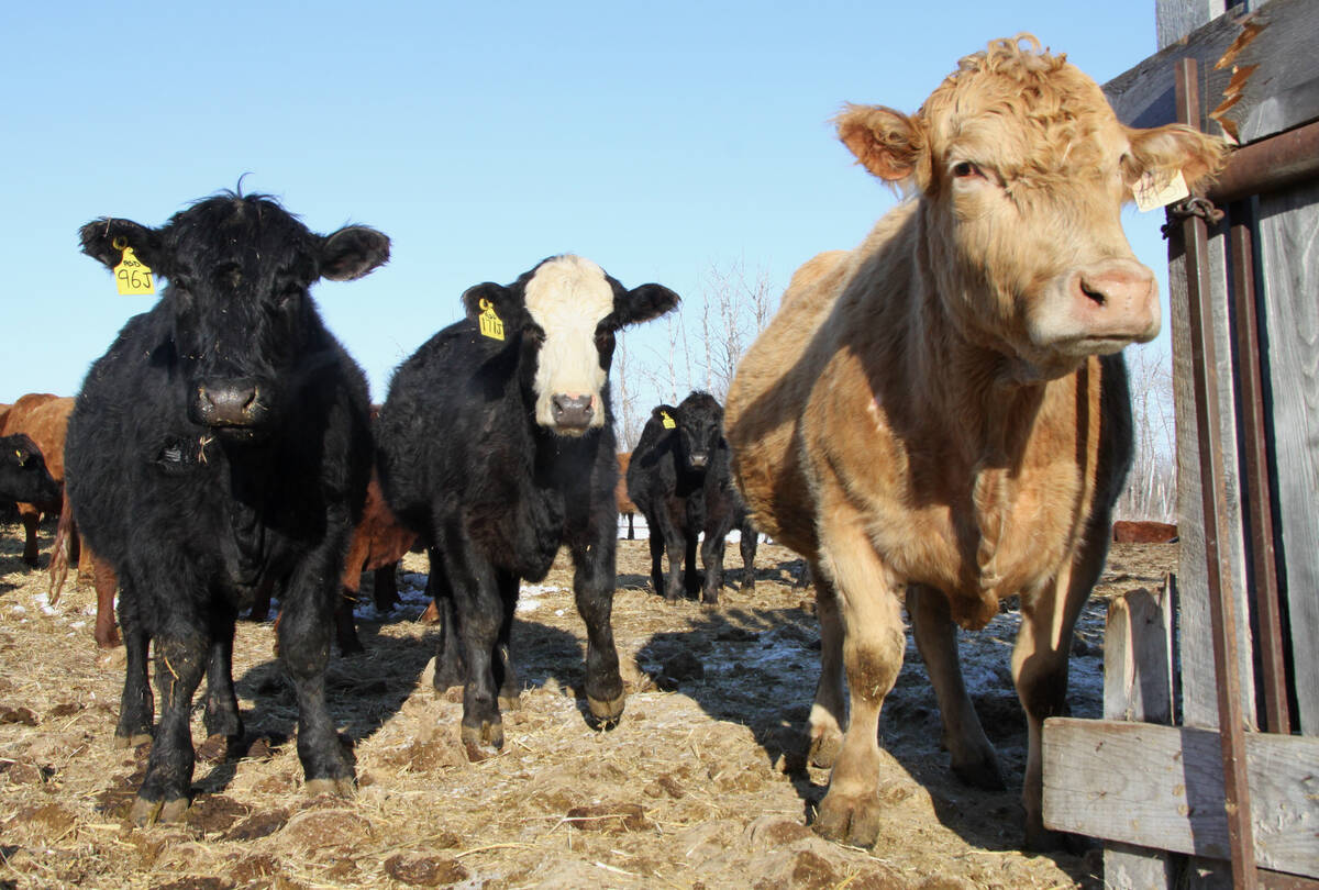 The Saskatchewan cattle sector says the process surrounding the discovery of bovine tuberculosis, depopulation and disinfection takes too long. Photo: File
