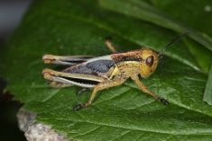 A two-striped grasshopper sits on a leaf.