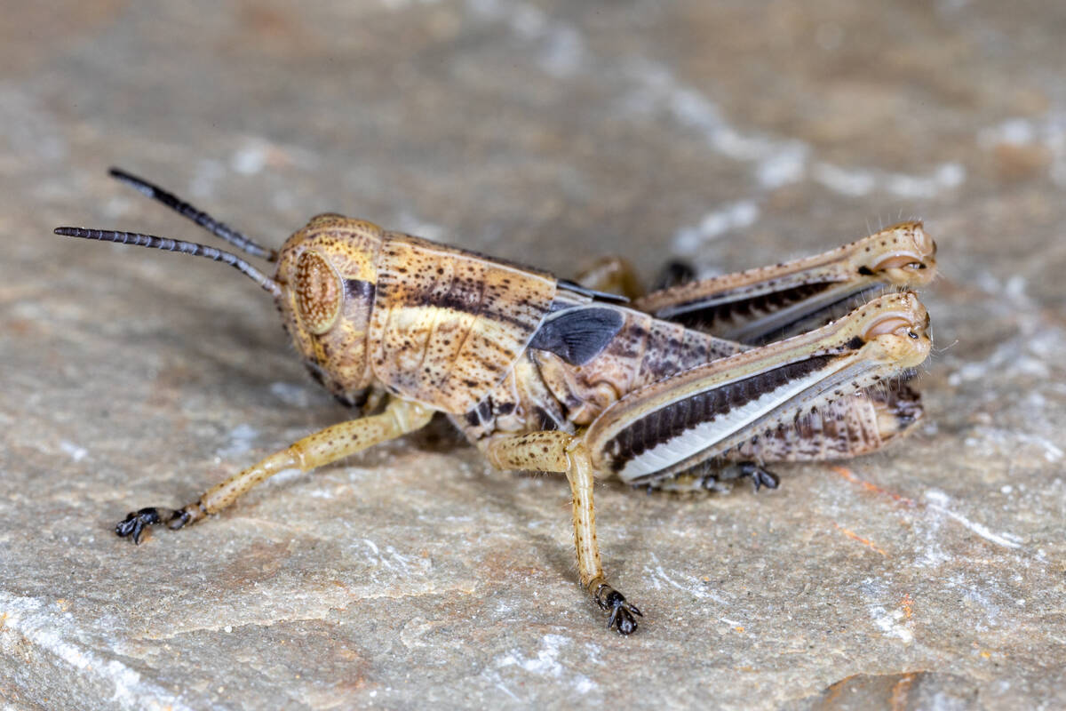 The two-striped grasshopper is one of the grasshopper species known for damaging crops on the Prairies. Photo: Dan Johnson
