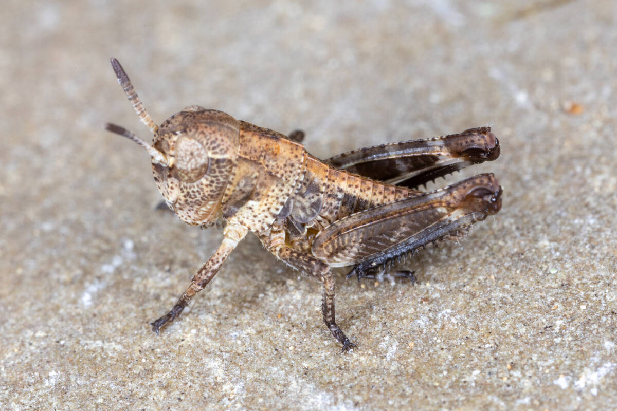 An example of a young clear-winged grasshopper. Photo: Dan Johnson