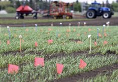 Various wheat varieties are grown in a field.