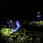 Mario Segovia and Orlando Rojas, members of the Atacama fog catcher group, check a hydroponic lettuce crop produced with water captured by fog catchers, meshes suspended between two poles that intercept small bits of moisture to collect water from the air in the Atacama Desert, in Chanaral, Chile June 10, 2025. Photo: Reuters/Pablo Sanhueza
