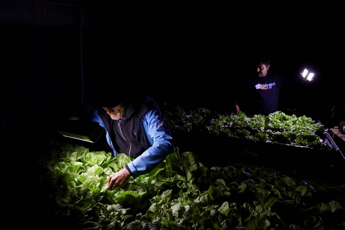 Mario Segovia and Orlando Rojas, members of the Atacama fog catcher group, check a hydroponic lettuce crop produced with water captured by fog catchers, meshes suspended between two poles that intercept small bits of moisture to collect water from the air in the Atacama Desert, in Chanaral, Chile June 10, 2025. Photo: Reuters/Pablo Sanhueza