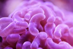 Antimicrobial drugs are key to livestock and human health, and the battle to protect their effectiveness is ongoing.