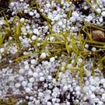 Hail coats the ground on a Canadian farm field.