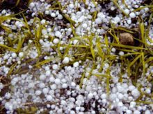 Hail coats the ground on a Canadian farm field.