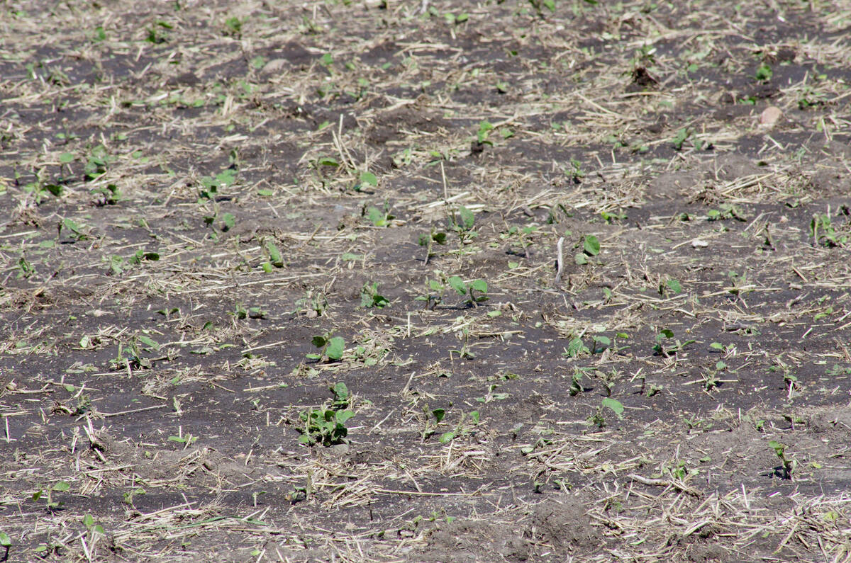 Hail damaged soybeans in west-central Manitoba June 13, 2024, a day after a series of damaging thunderstorms came through the region. PHOTO: ALEXIS STOCKFORD