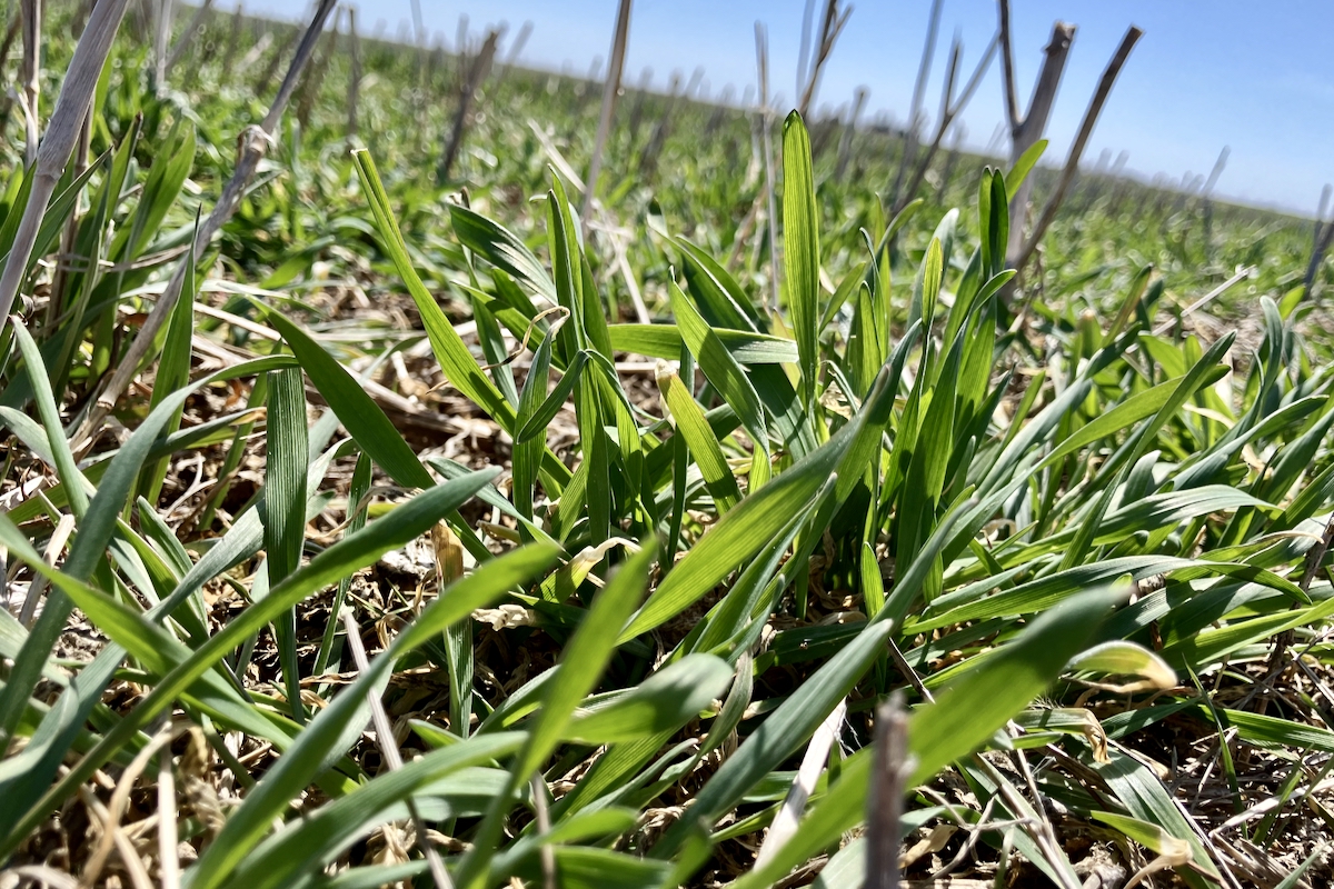 Manitoba crops in good shape: Report