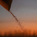 A combine loads wheat into a truck during harvesting in a field of a local agricultural enterprise in the Cherlaksky district of the Omsk region, Russia, October 4, 2024. Photo: Reuters/Alexey Malgavko/File Photo
