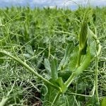Peas growing in a field plot at the Ian N. Morrison Research Farm in Carman, Man., on June 24, 2025. Photo: Greg Berg