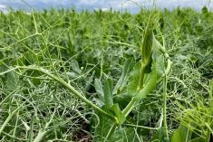 Peas growing in a field plot at the Ian N. Morrison Research Farm in Carman, Man., on June 24, 2025.  Photo: Greg Berg