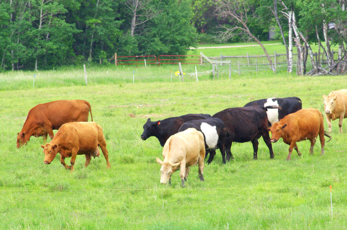 Beef producers have been urged to consider Livestock Price Insurance this year, but the pork side of LPI isn’t getting the same burst of interest. The program has historically struggled more to gain ground with hog producers compared to its cattle offerings. Photo: File