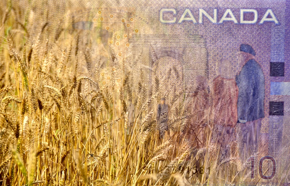 ‘With the grain and flour not moving fast, it’s bringing the price down.’ Photo: Singh_Lens/iStock/Getty Images
