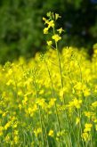 Close up photo of blooming canola in a Manitoba field.  Photo: Alexis Stockford