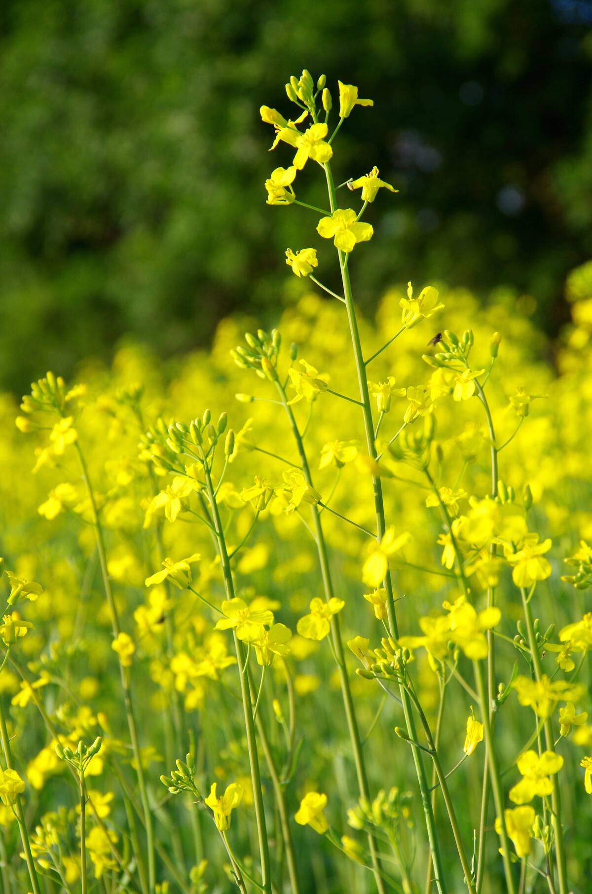 Close up photo of blooming canola in a Manitoba field.  Photo: Alexis Stockford 