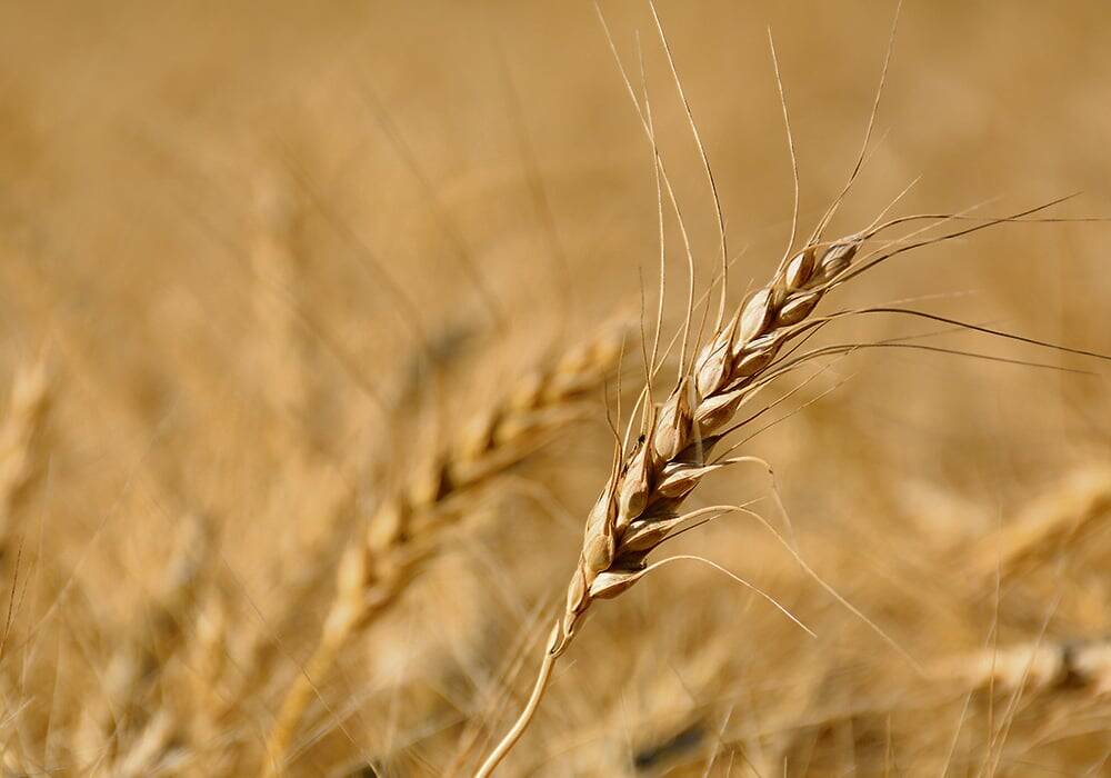 The wheat market gained ground in June 2025. Photo: File