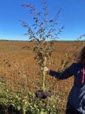 A Waterhemp weed is held after being ripped from the ground.