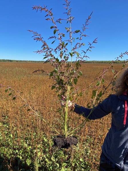 A Waterhemp weed is held after being ripped from the ground.