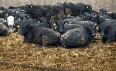 Steven Dippel's Dippel Farm near Ayton, provided insight on effective beef barn expansion during Grey Ag Service’s Design of Beef Cattle Handling Facilities and New Barn Construction tour, April 9, 2025, where the migrating pack bed provides increased cow comfort.