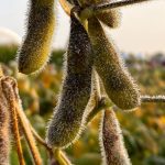 Soybean pods are laden with dew in the early morning at Discovery Farm Woodstock on Sept. 12, 2024.